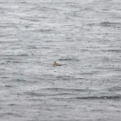 Red Phalarope thumbnail 3