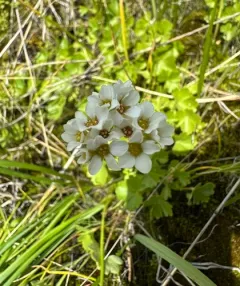 Buttercup-leaf Suksdorfia thumbnail 3
