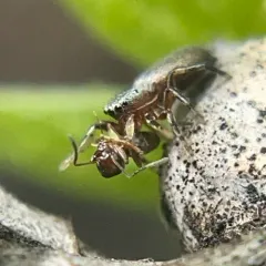 Thick-spined Jumping Spider thumbnail 2