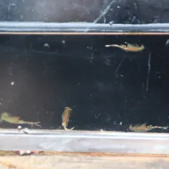 Knobbedlip Fairy Shrimp thumbnail 4