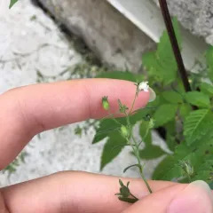 dwarf snapdragon thumbnail 1