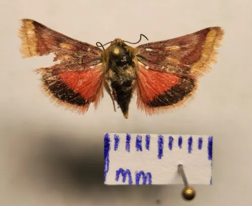 Schinia roseitincta