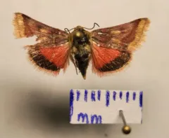 Schinia roseitincta thumbnail 1