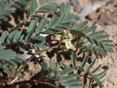 Lemhi Milkvetch thumbnail 3