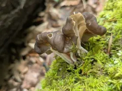 Pseudorhizina sphaerospora thumbnail 3