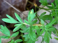 harbinger-of-spring rust thumbnail 3