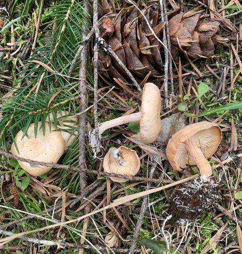 Clitocybe albirhiza