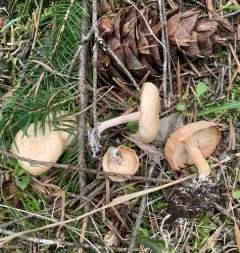 Clitocybe albirhiza thumbnail 1