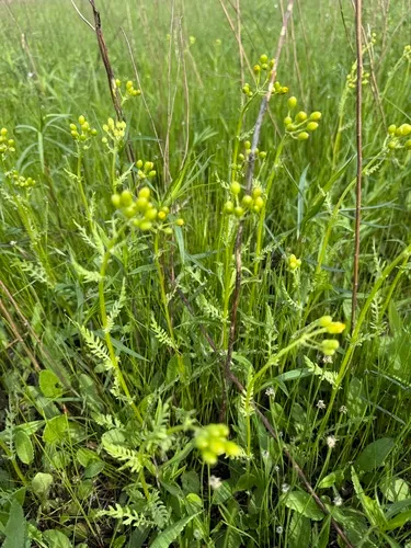 Crawford's ragwort