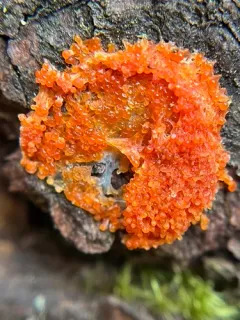 Tubifera montana thumbnail 2