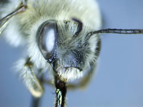 Eucera amsinckiae