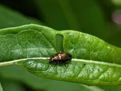Altica tombacina thumbnail 1
