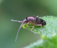 Tomocerus vulgaris thumbnail 3