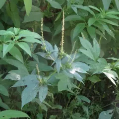 giant ragweed thumbnail 3