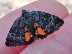 Annaphila decia thumbnail 4