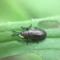 Goldenrod Leafminer thumbnail 3