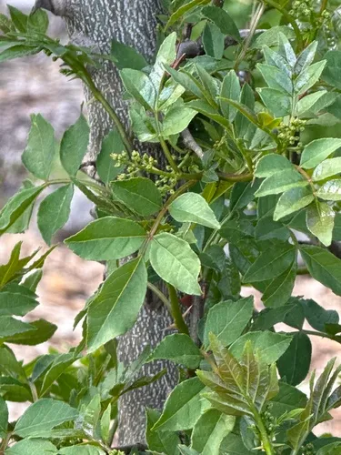 Sichuan Pepper