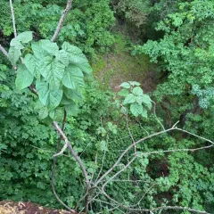 princess tree thumbnail 4