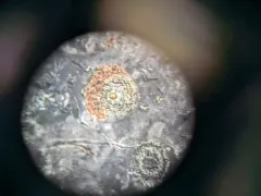 Cryptolepas rhachianecti thumbnail 3