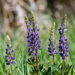Burke's Lupine thumbnail 4