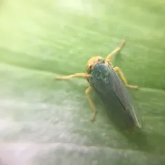 Coppery Leafhopper thumbnail 4