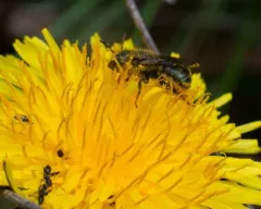 Georgia Mason Bee thumbnail 4