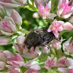 Dark Flower Scarab thumbnail 3