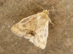 Paradoxical Grass Moth thumbnail 3