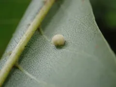 Hickory Peach-haired Gall Midge thumbnail 4