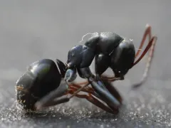 Formica accreta thumbnail 2