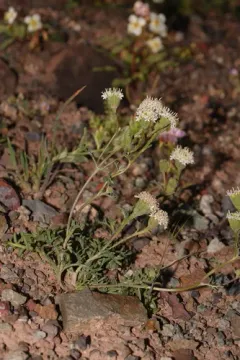 Desert Pincushion thumbnail 2