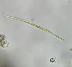 Monoraphidium griffithii thumbnail 2