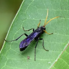 Ichneumon centrator thumbnail 2