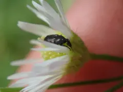 Pseudobaris nigrina thumbnail 4