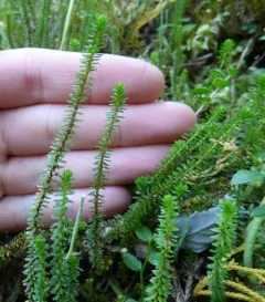 Moss Heather thumbnail 1