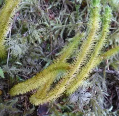 Chinese clubmoss thumbnail 2