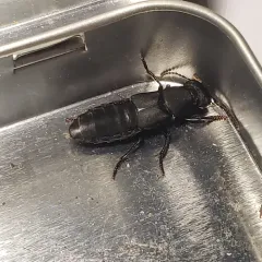 Devil's Coach Horse Beetle thumbnail 3