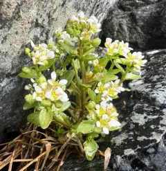 greenland cochlearia thumbnail 3