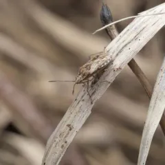 Stictopleurus punctiventris thumbnail 4