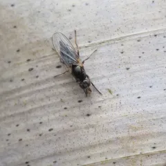 Waltzing Fly thumbnail 4