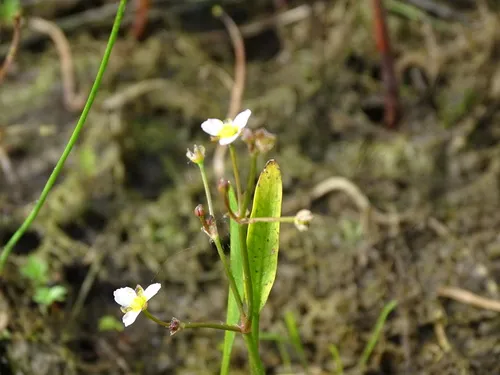 grass-leaved water-plantain