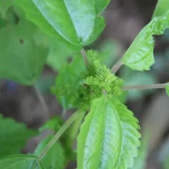 Canada clearweed thumbnail 3