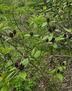 Carolina sweetshrub thumbnail 4