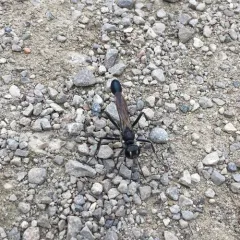 Gold-marked Thread-waisted Wasp thumbnail 2