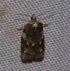 Eastern Black-headed Budworm Moth thumbnail 4