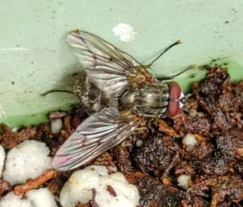Helina evecta
