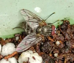 Helina evecta thumbnail 1