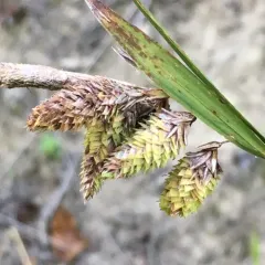 mertens' sedge thumbnail 1