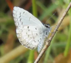 Cherry Gall Azure thumbnail 3