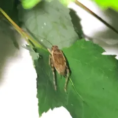 Jumping Bush Cricket thumbnail 3